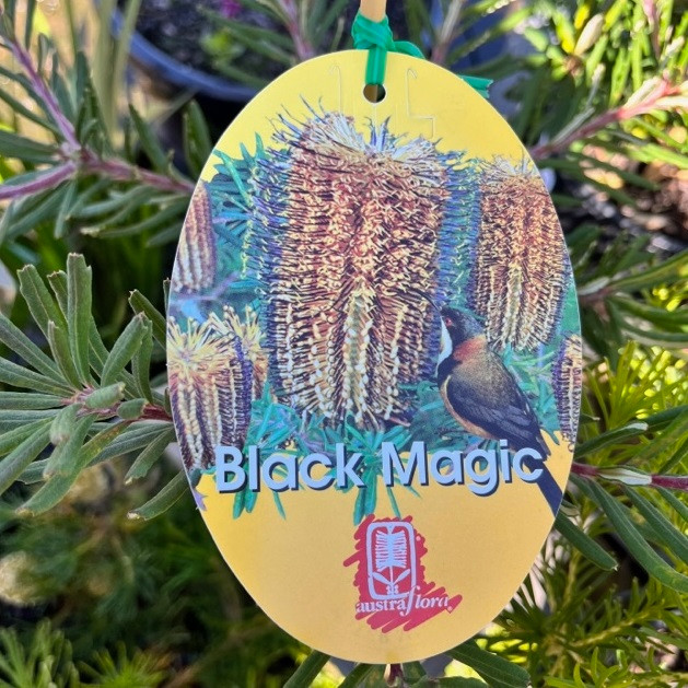 Banksia Spinulosa - Black Magic