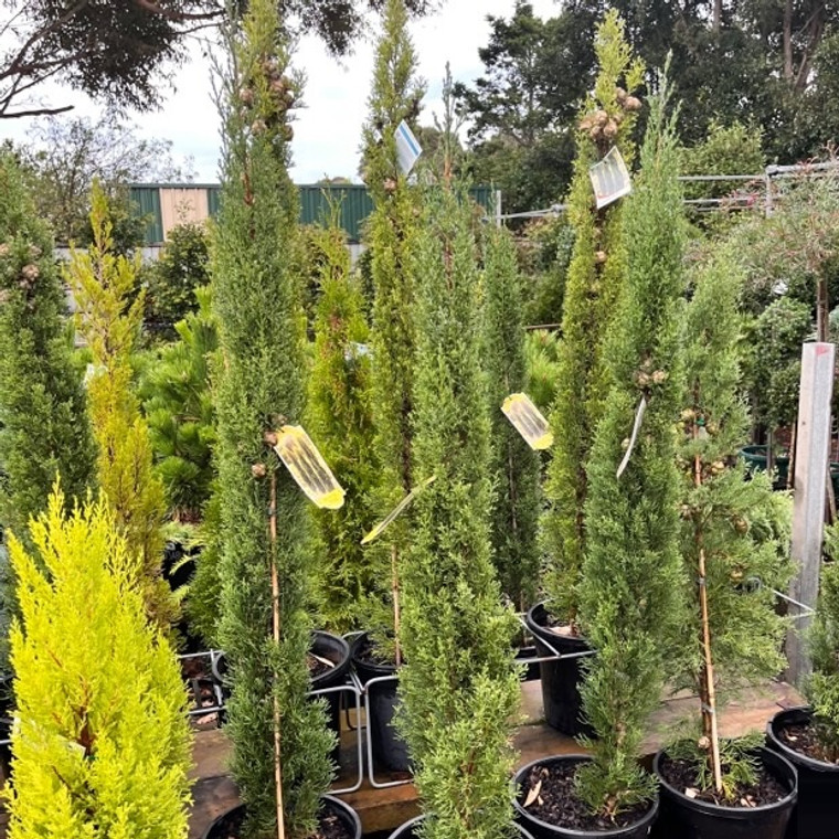 Cupressus Glauca - Pencil Pine