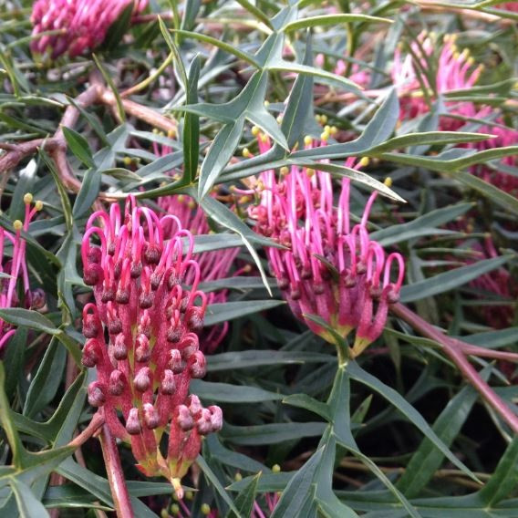 Grevillea Standard - Bronze Rambler