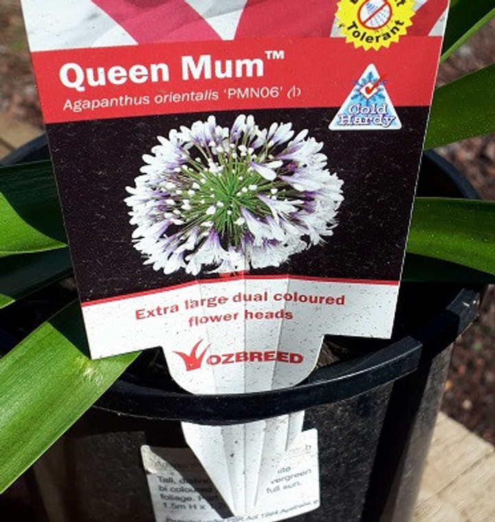agapanthus queen mum