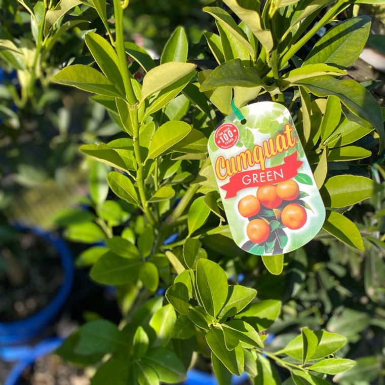 Cumquat - Green