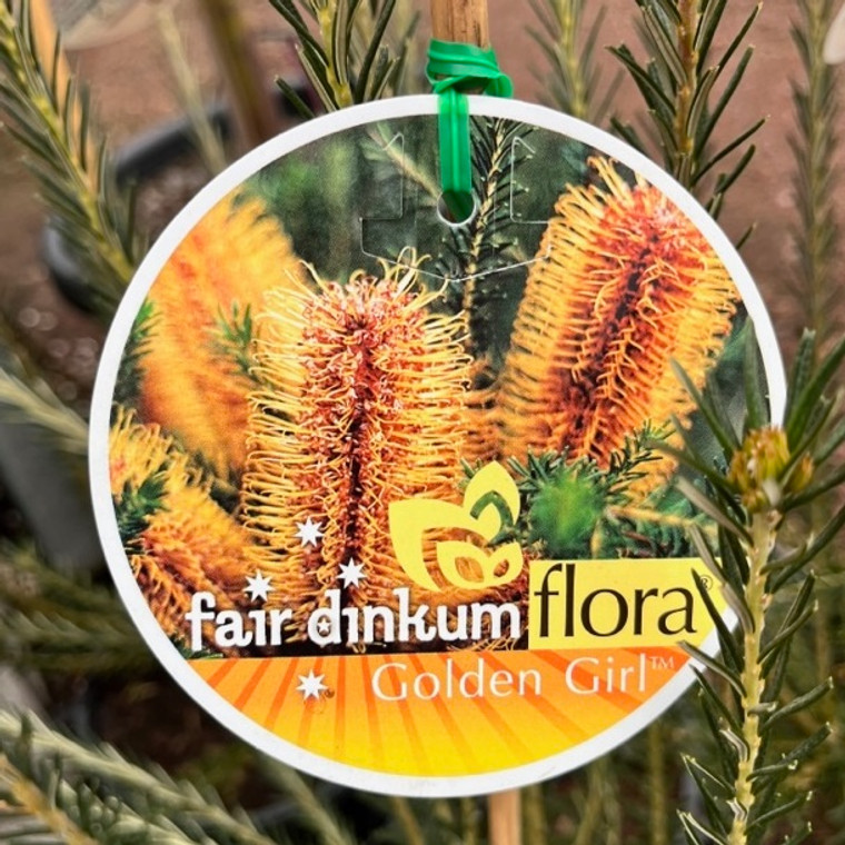 Banksia Ericafolia - Golden Girl