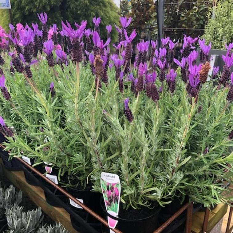 Lavender - Avonview