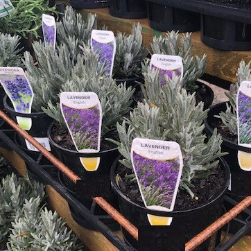 Lavender - English