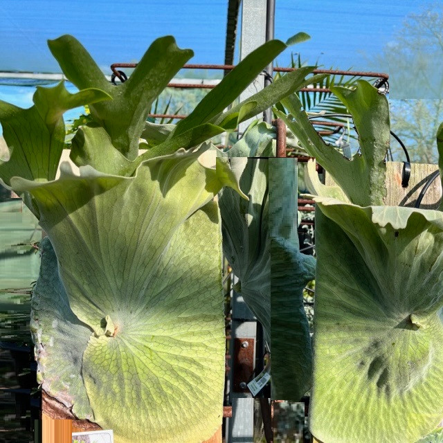 Platycerium Superbum - Staghorn Fern