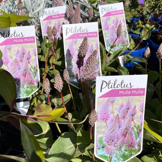 Ptilotus - Mulla Mulla