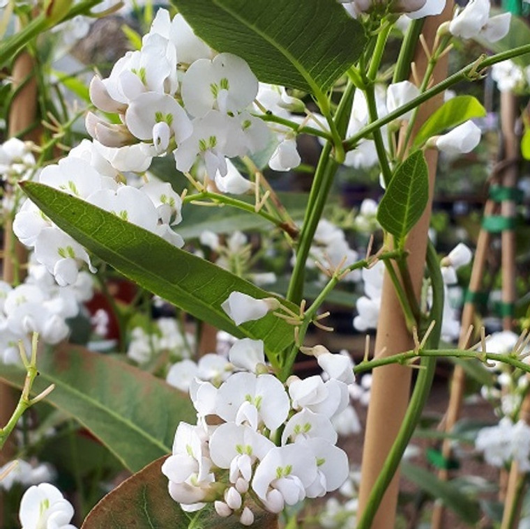 Hardenbergia - Free n Easy