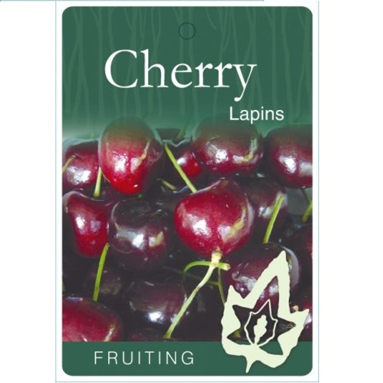 Cherry - Lapins
