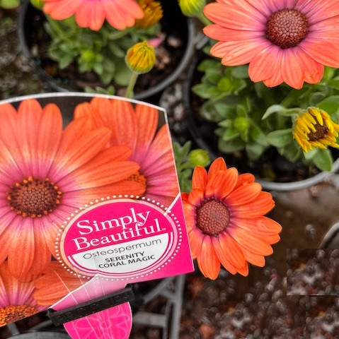 Osteospermum - Serenity Coral Magic