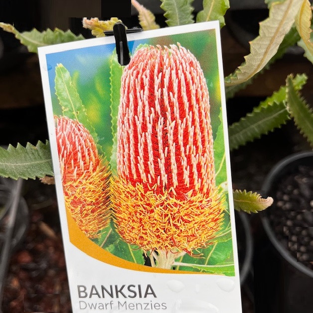 Banksia - Dwarf Menzies