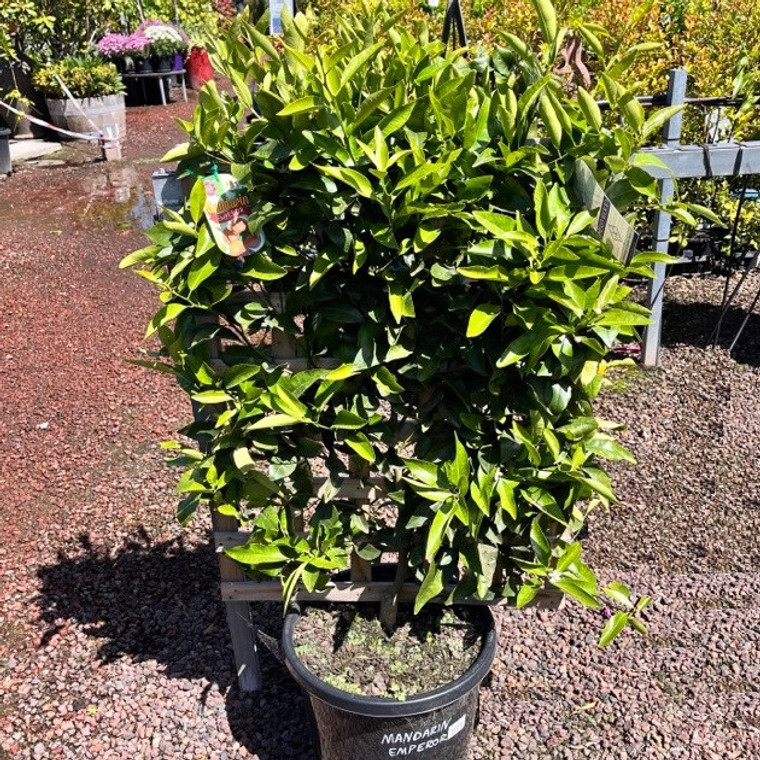 Mandarin - Espalier Japanese Seedless (medium)