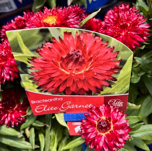 Bracteantha - Elite Garnet