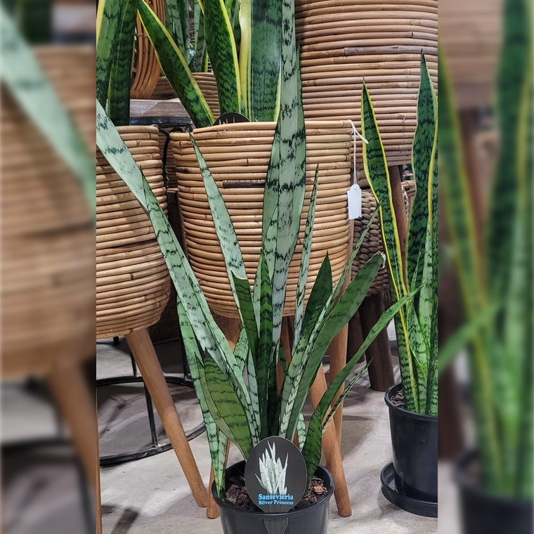 Sansevieria - Different Varieties (Mother in laws tongue)