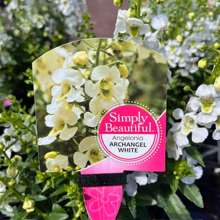 Angelonia - Varieties