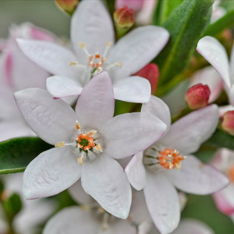 Philotheca - Flower Girl