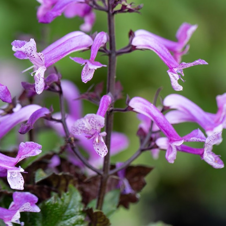 Plectranthus - Mona Amethyst