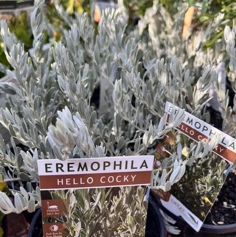 Eremophila - Hello Cocky