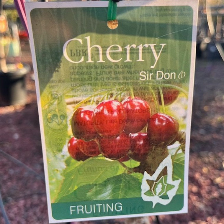 Cherry - Sir Don