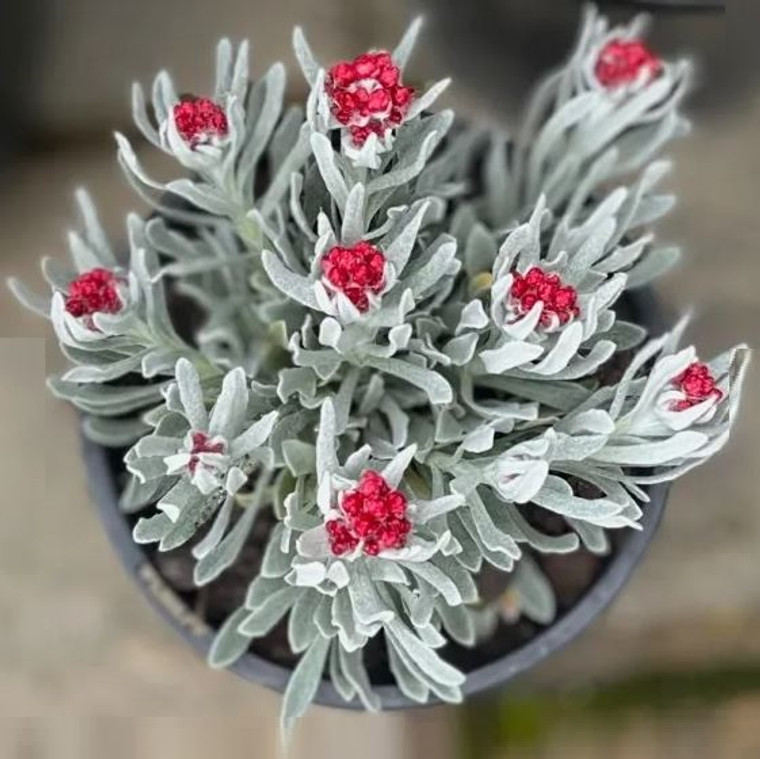 Helichrysum - Red Jewel
