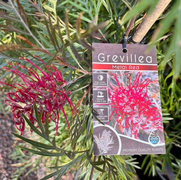 Grevillea - Metal Red