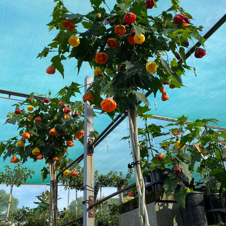 Abutilon Tri-colour Standard
