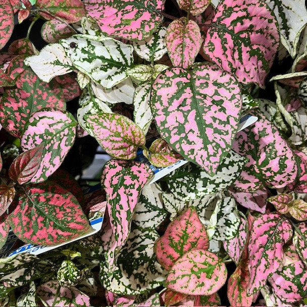 Hypoestes - Triple Splash