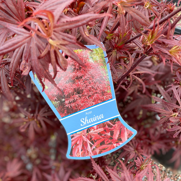 Acer Palmatum Weeping- Shaina