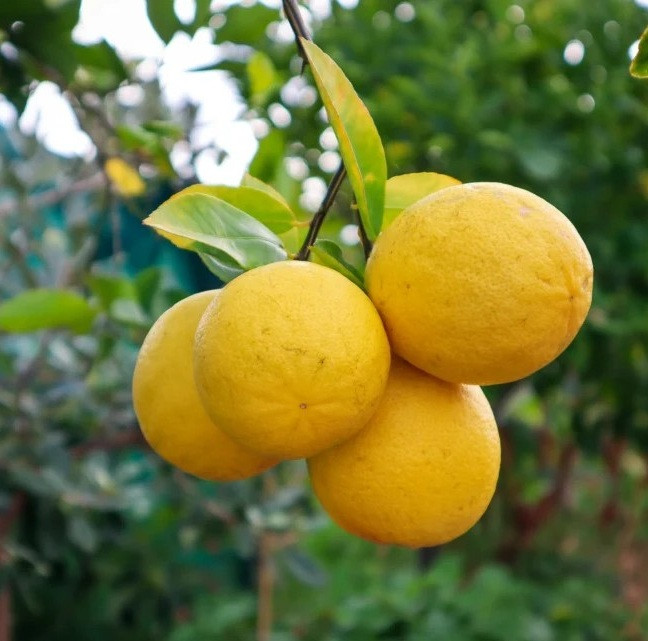 Lemon - Lemonade Dwarf