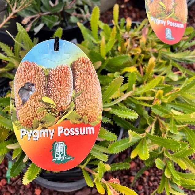 Banksia Serrata - Pygmy Possum