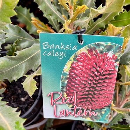 Banksia Caleyi - Red Lantern