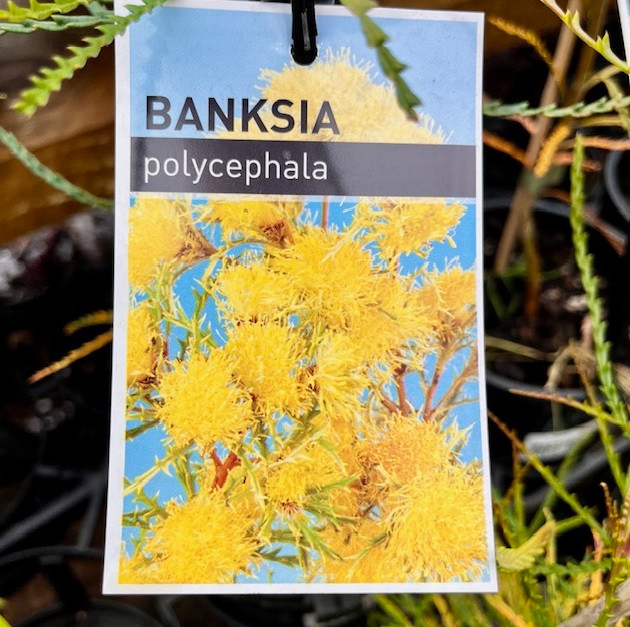 Banksia Polycephala - Many Headed Dryandra