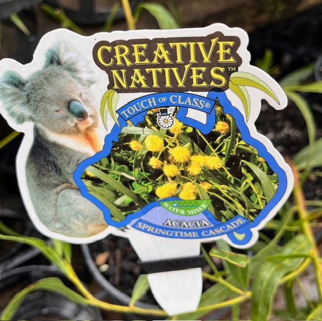 Acacia Saligna - Springtime Cascade