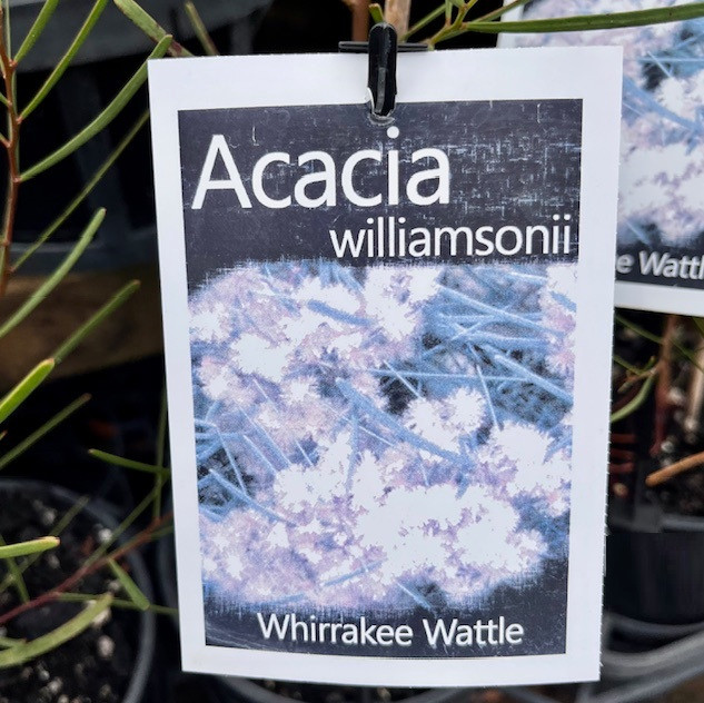 Acacia Williamonsii - Whirrakee Wattle