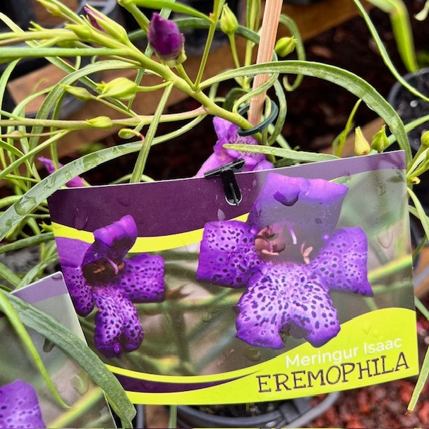Eremophila - Meringur Isaac