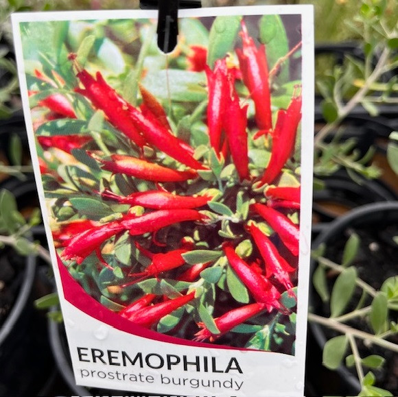 Eremophila - Prostrate Burgundy
