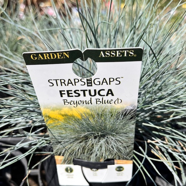 Festuca Glauca - Beyond Blue