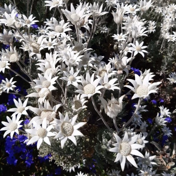 Actinotus Helianthi - Flannel Flower