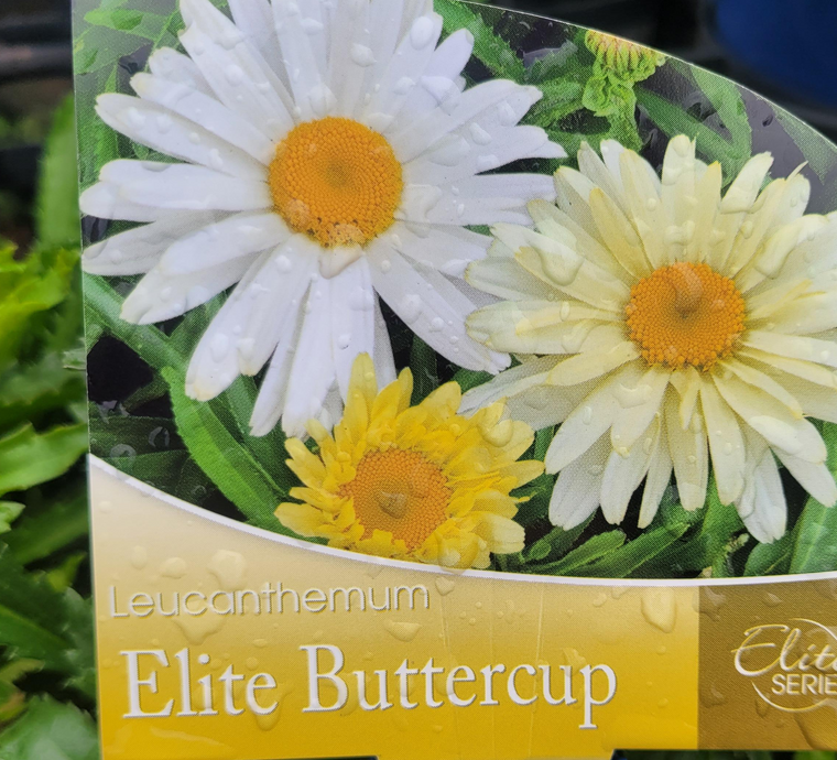 Leucanthemum- Elite Buttercup