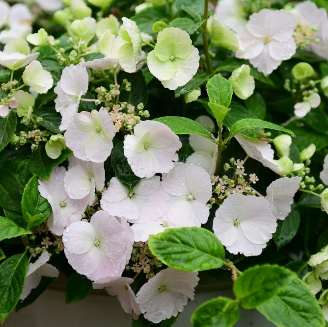 Hydrangea - Runaway Bride