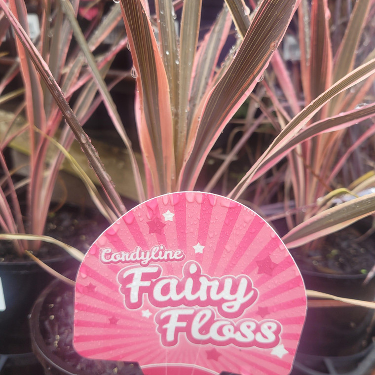 Cordyline hybrida "Fairy Floss"