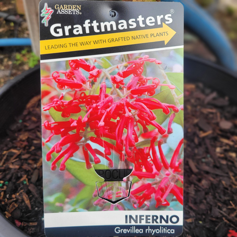 Grevillea Standard - Inferno