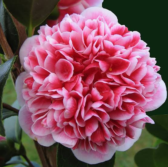 Camellia - Volunteer
