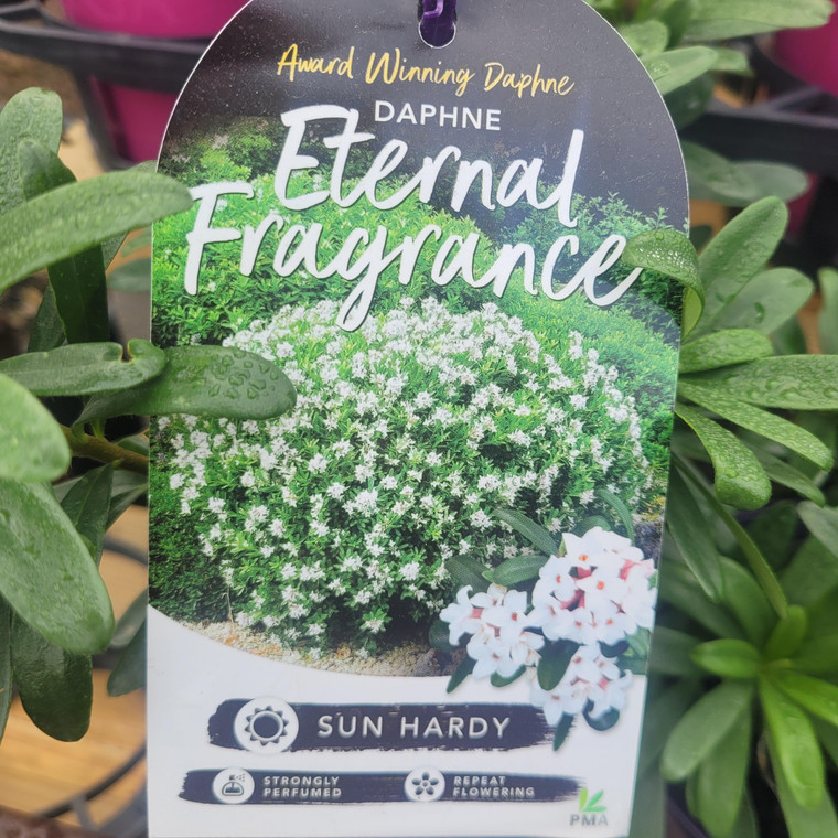 Daphne- Eternal Fragrance