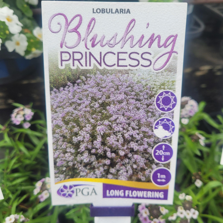 Lobularia - Blushing Princess