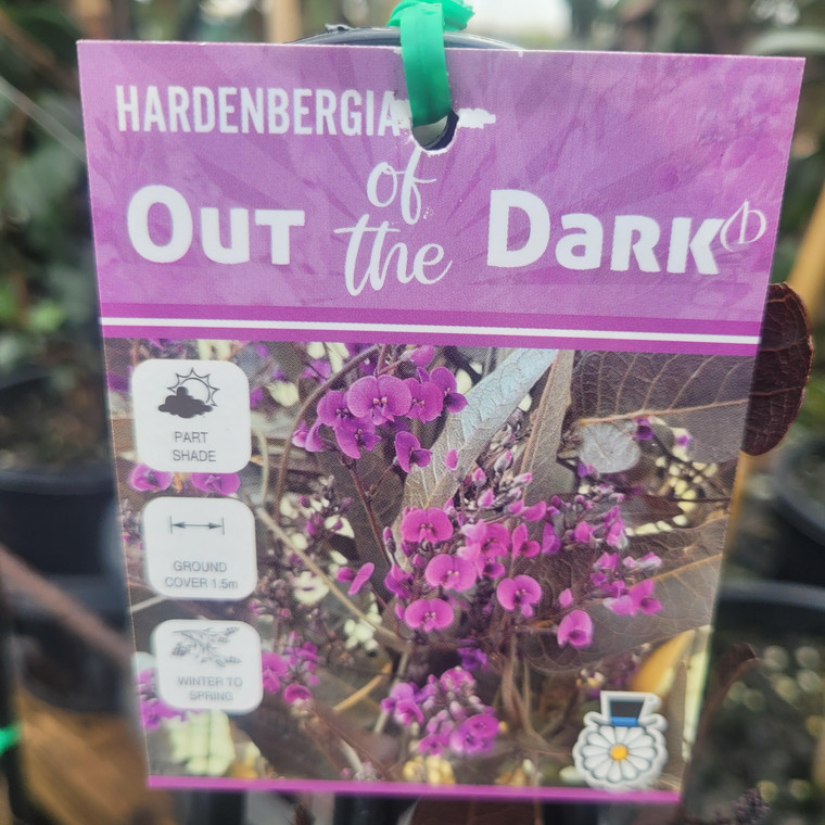 Hardenbergia - Out of the Dark