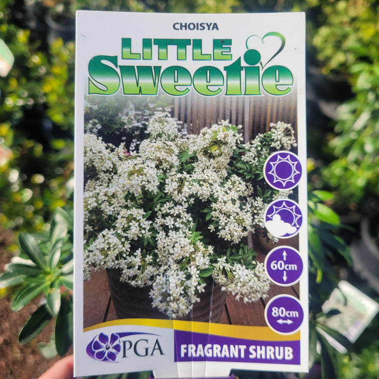 Choisya - Little Sweetie