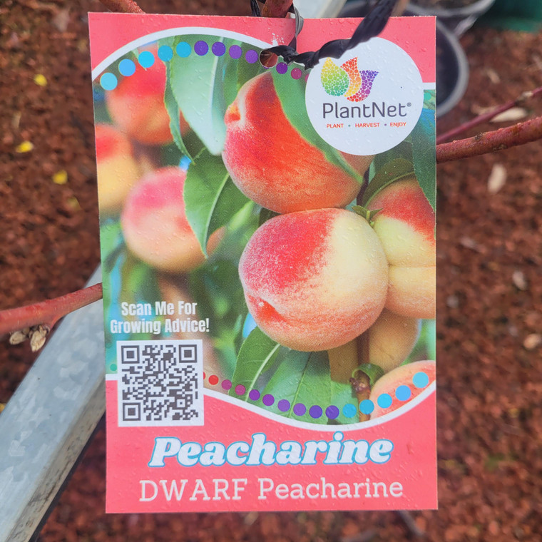 Dwarf Peacharine