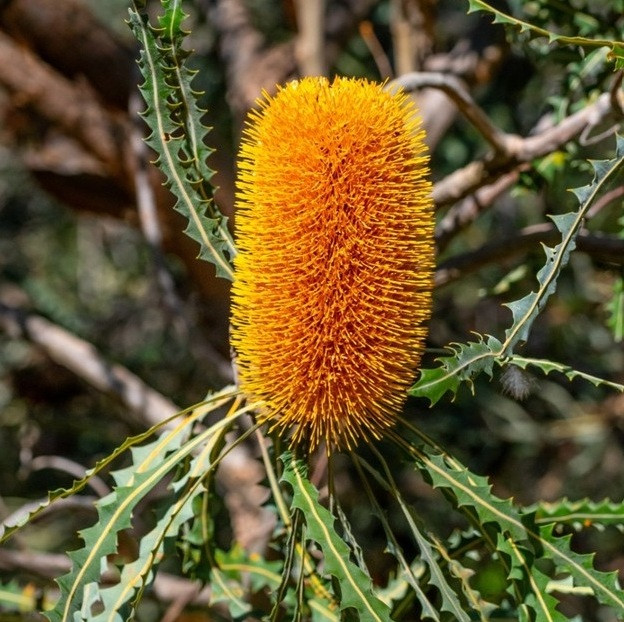 Banksia Ashbyi Dwarf - Orange Candles
