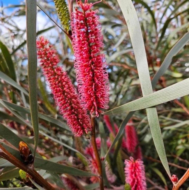 Hakea Francidiana - Emu Tree