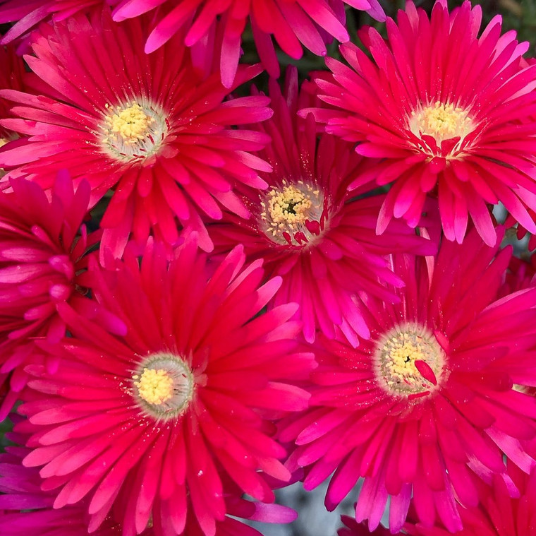Lampranthus - Red Explosion